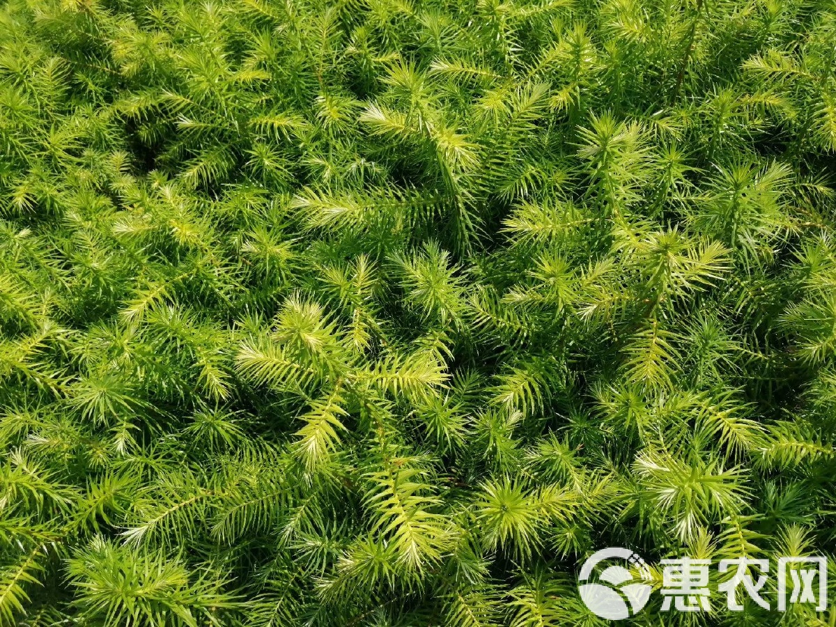 辐射松价格多少钱一方