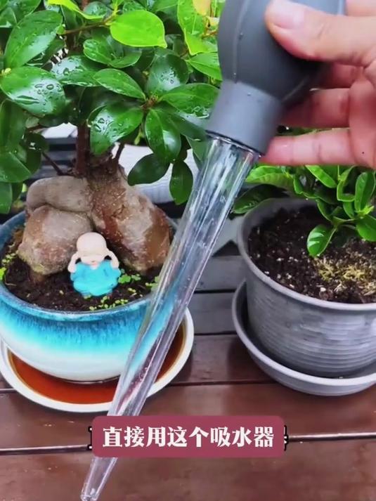 花盆托盘积水怎么处理