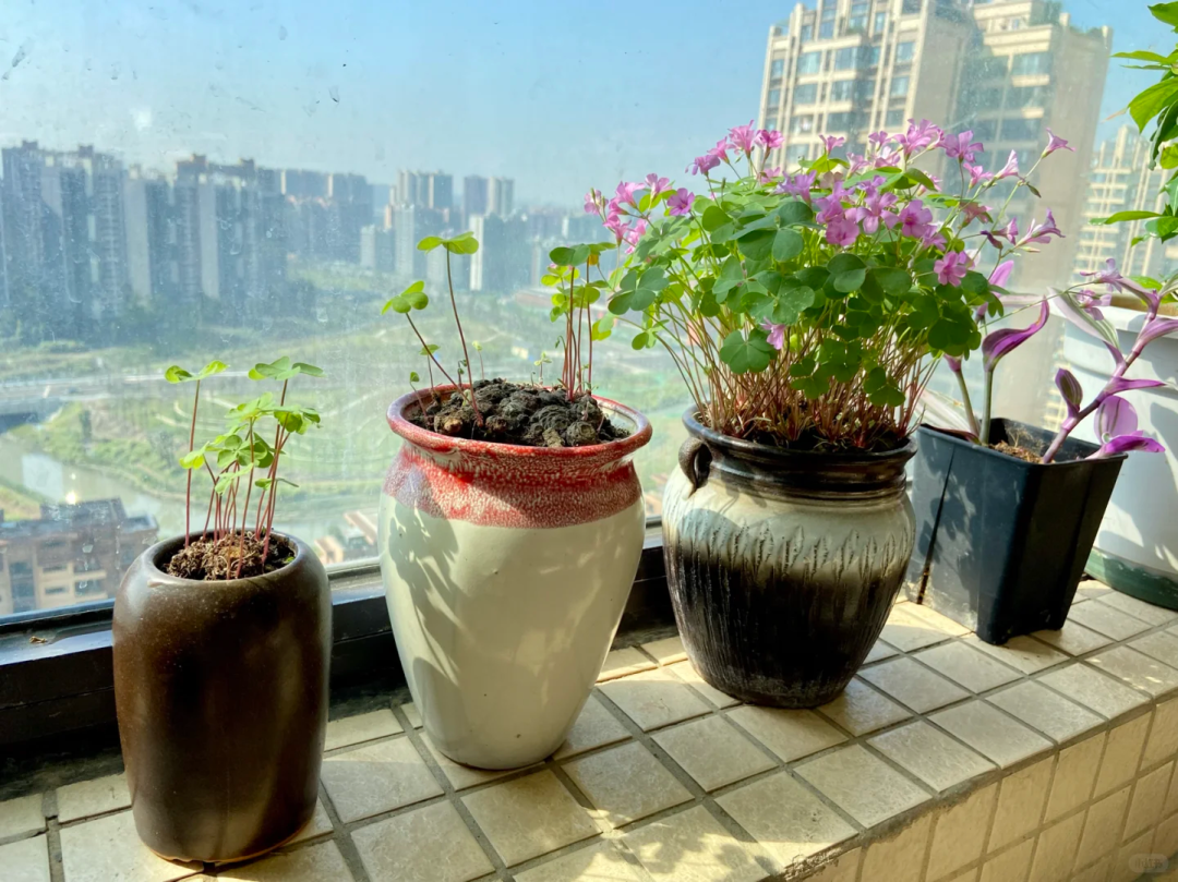 花盆一丝一丝的是什么