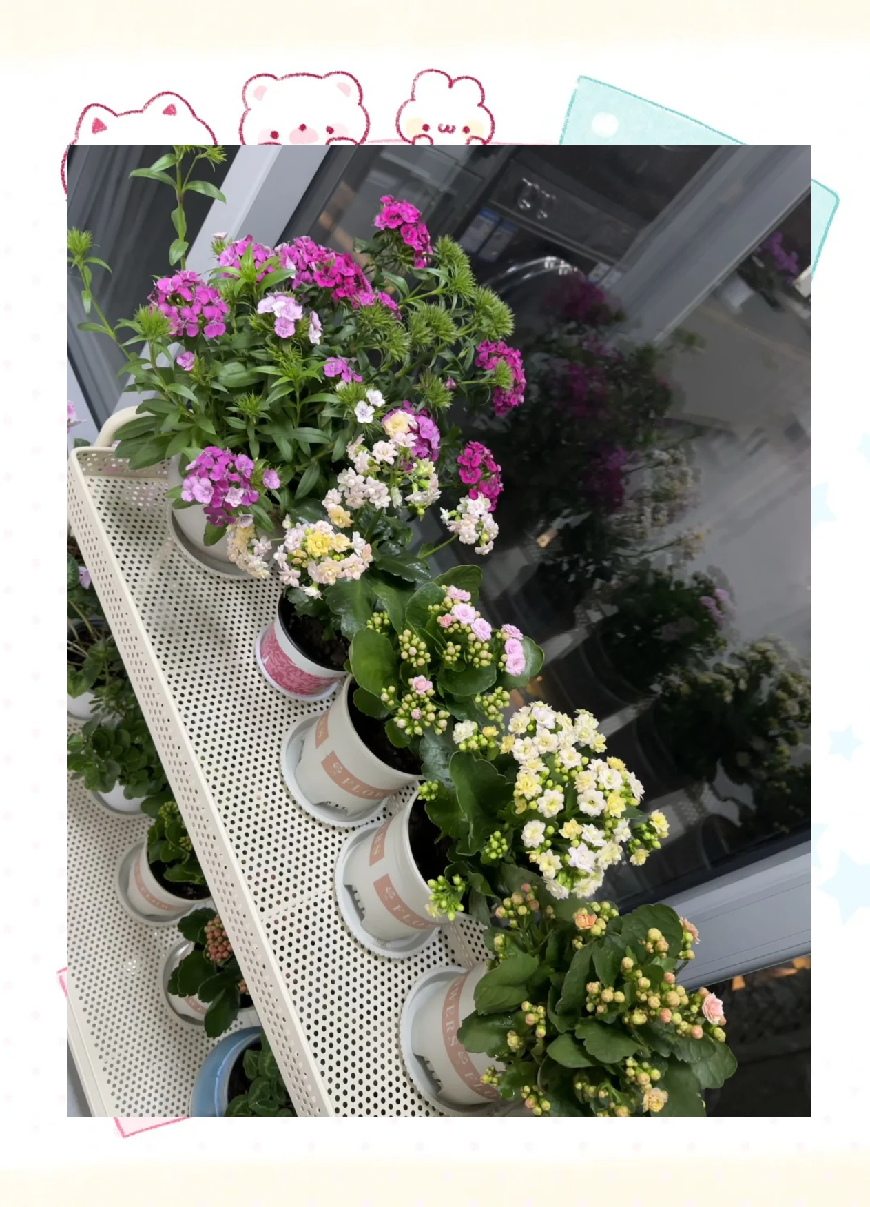 买回来的花塑料皮盆要移栽吗